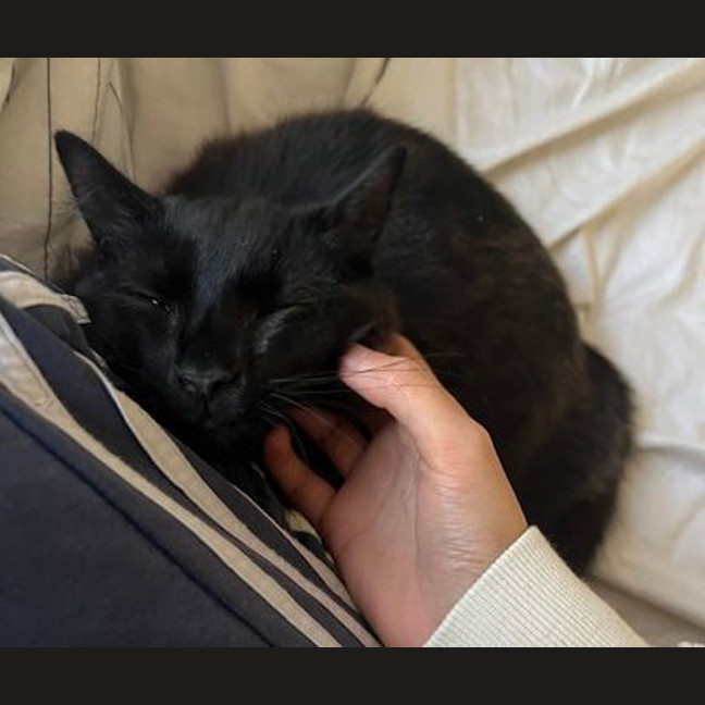 Photo of Muffin