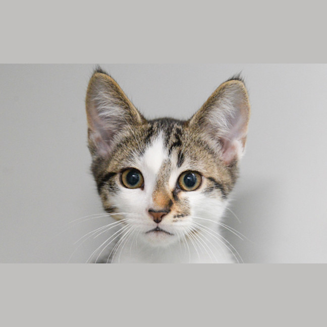 Photo of Theodore
