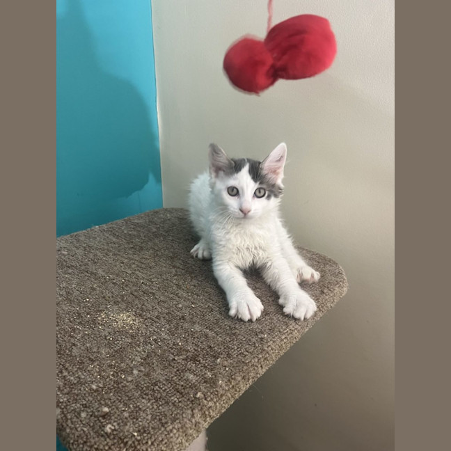 Photo of Alfie   Now Available At Pet Quarters Rutherford