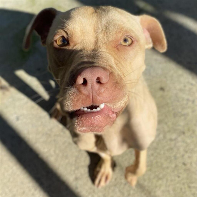 Photo of Rocky