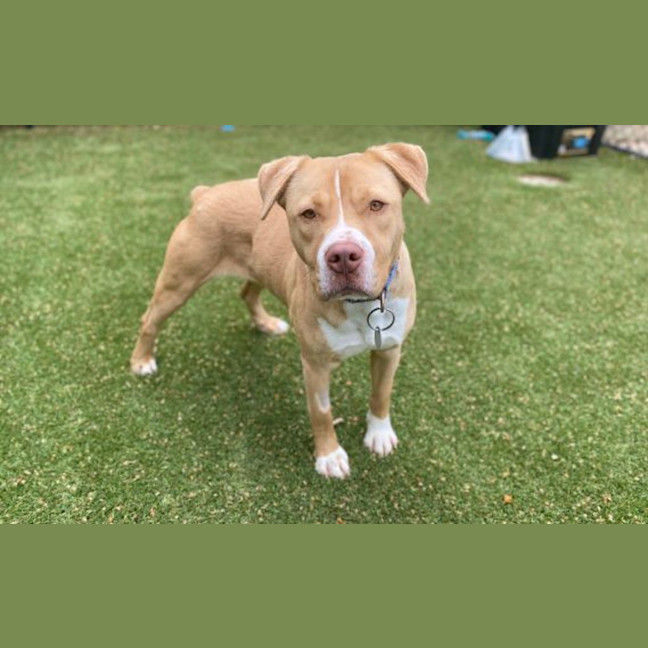 Photo of Honey