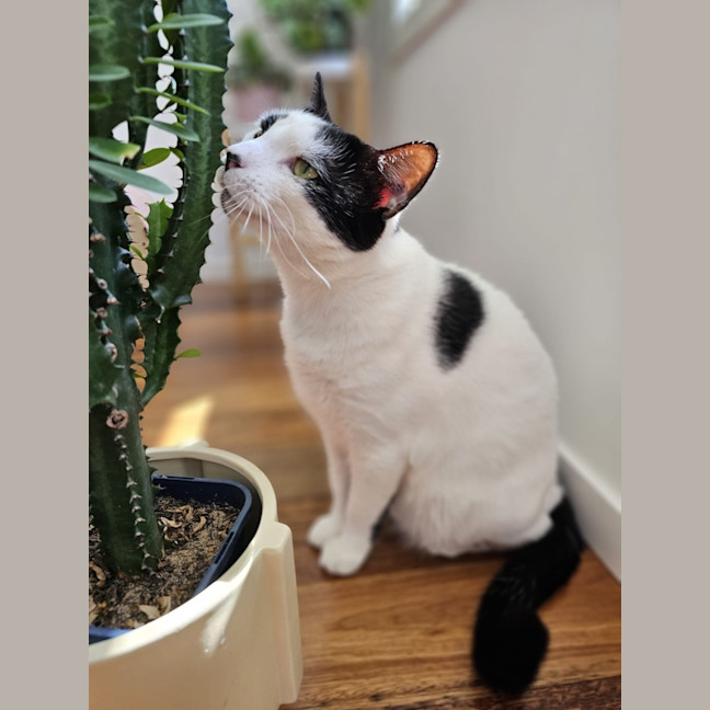 Photo of Boris