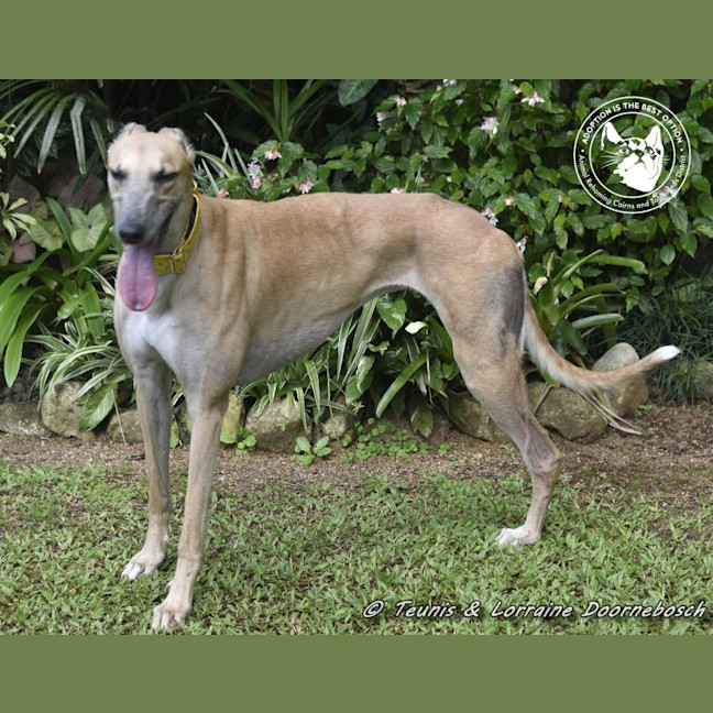Photo of Sylvie Racing Name Silver Starline