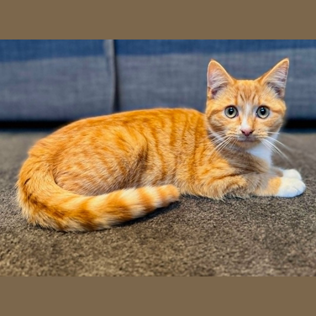 Photo of Ronald