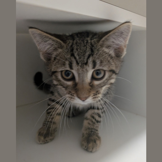 Photo of Jabberwocky