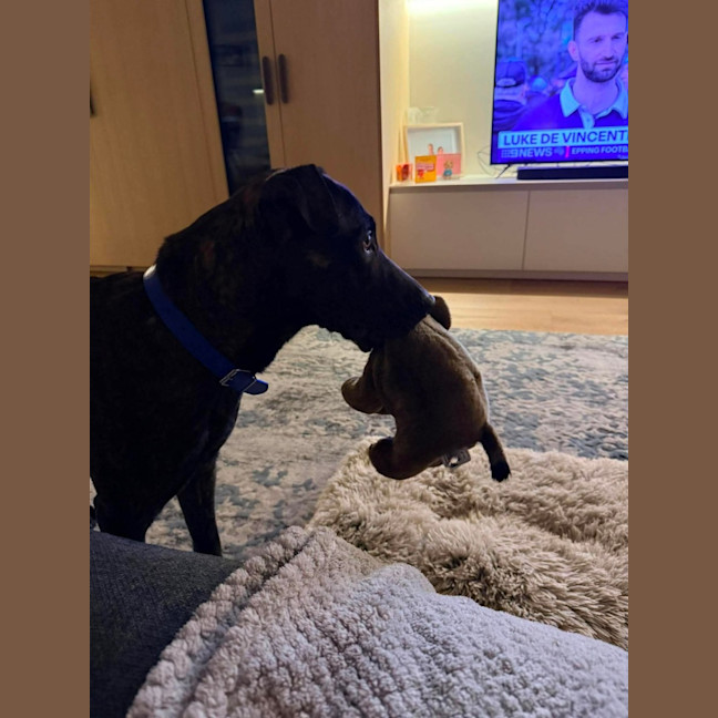 Photo of Baxter