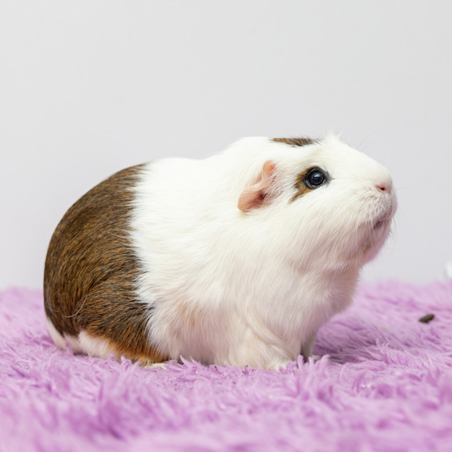 Photo of Annie