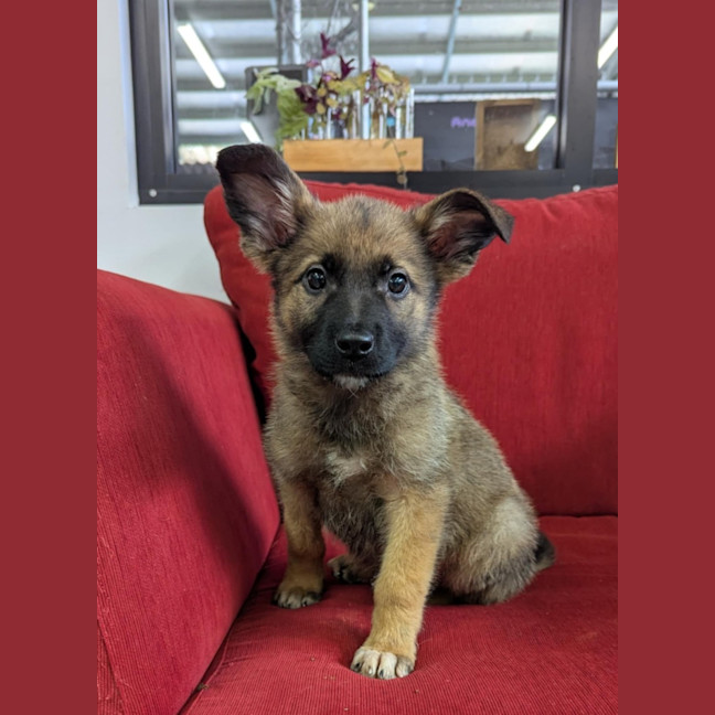 Photo of Snarls Barkly