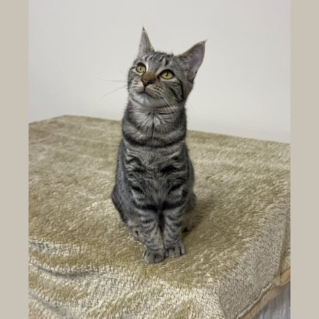 Photo of Blueberry
