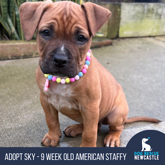 Photo of Sky   9 Week Old American Staffy