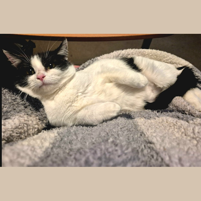 Photo of Luna