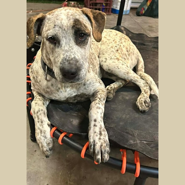 Photo of Indi   1 Year Old Great Dane X Cattle Dog