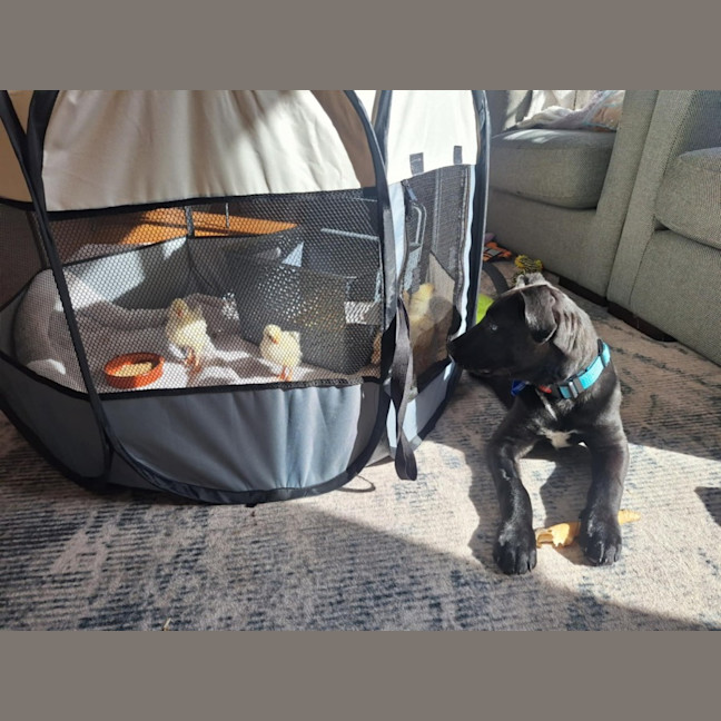 Photo of Buddy   7 Month Old Kelpie X