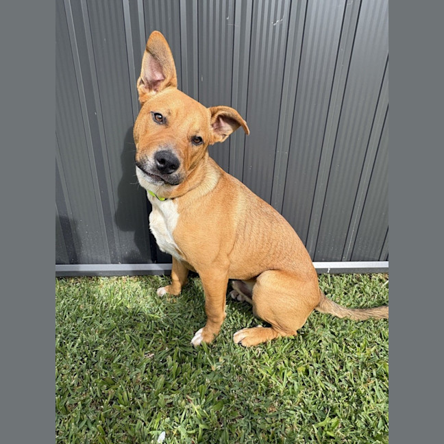 Photo of Tyson