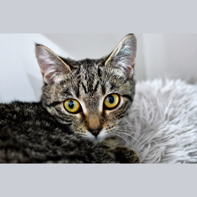 Photo of Doja
