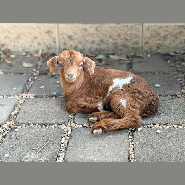 Photo of Cookie And Coco