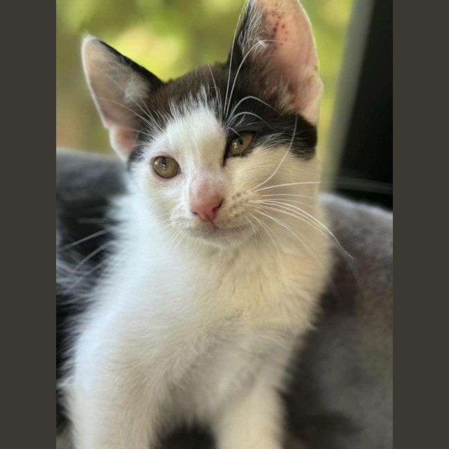 Photo of Chilli   In Foster Care In Cranbourne