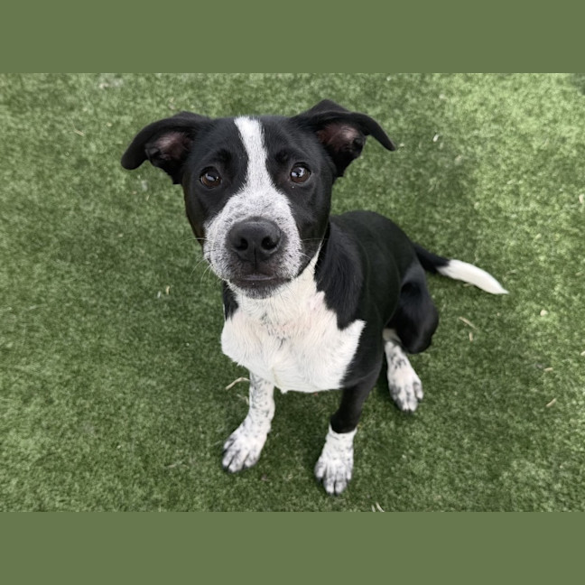 Photo of Carter Imp 470