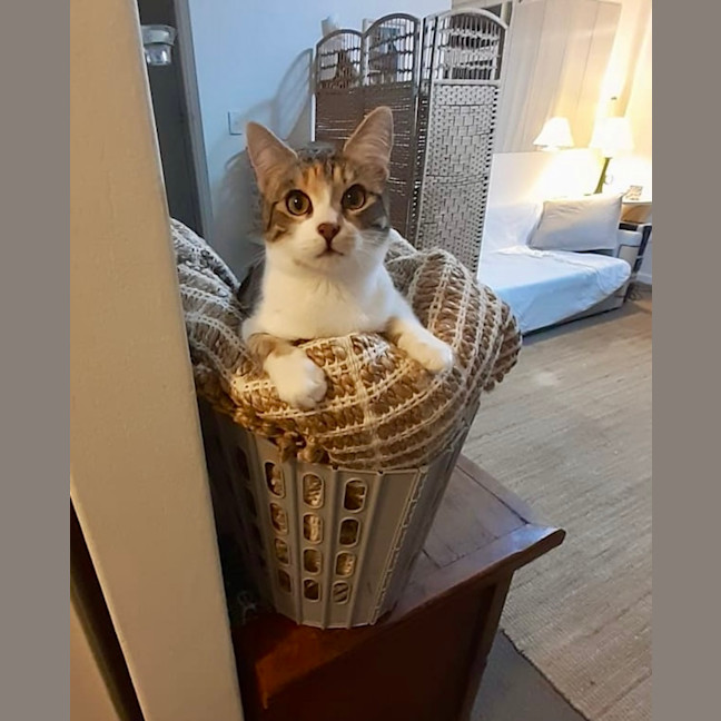 Photo of Marshmallow