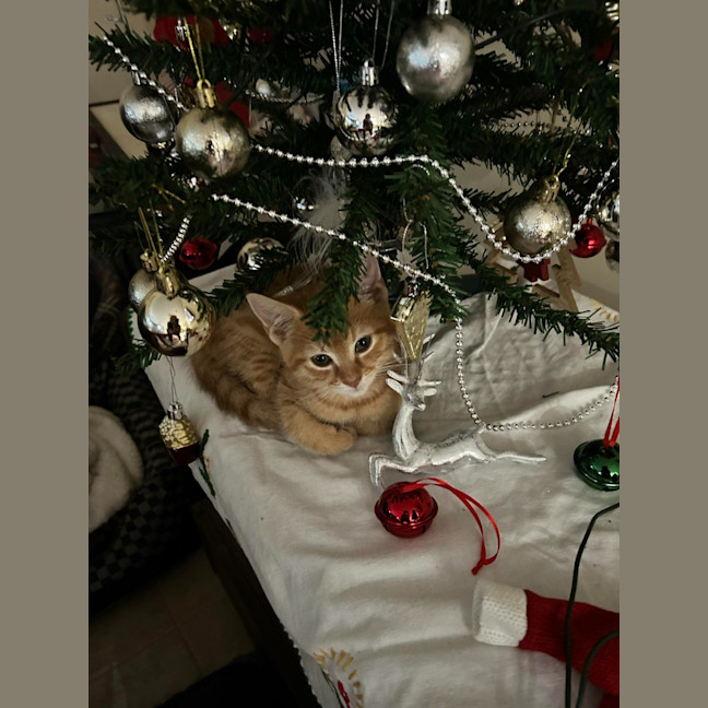 Photo of Dexter