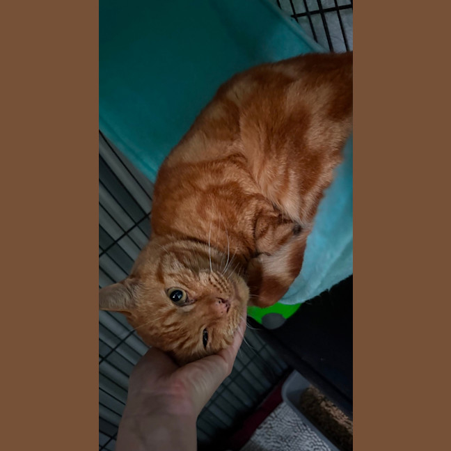 Photo of Cheeto