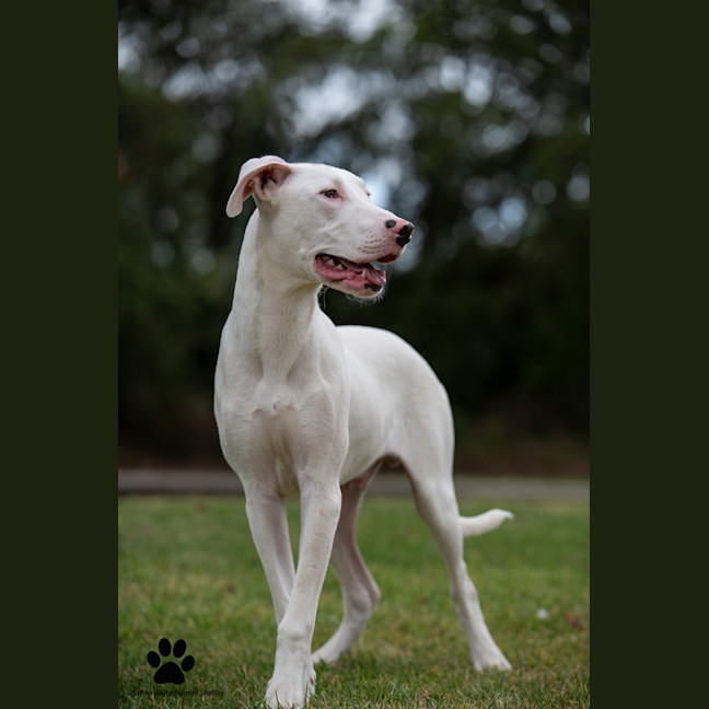 Photo of Ghost