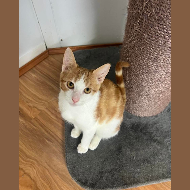 Photo of Cheeto