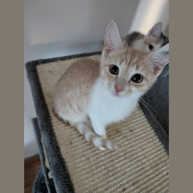Photo of Nibbles 