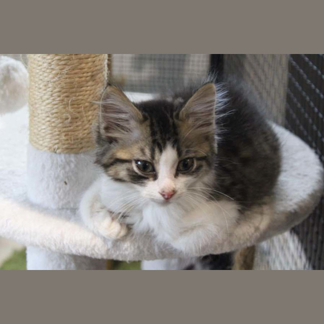 Photo of Sparrow