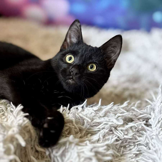 Photo of Vivienne (Located In Eltham North) 