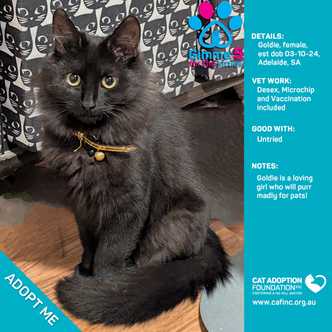 Photo of Goldie Just $100 Limited Time!