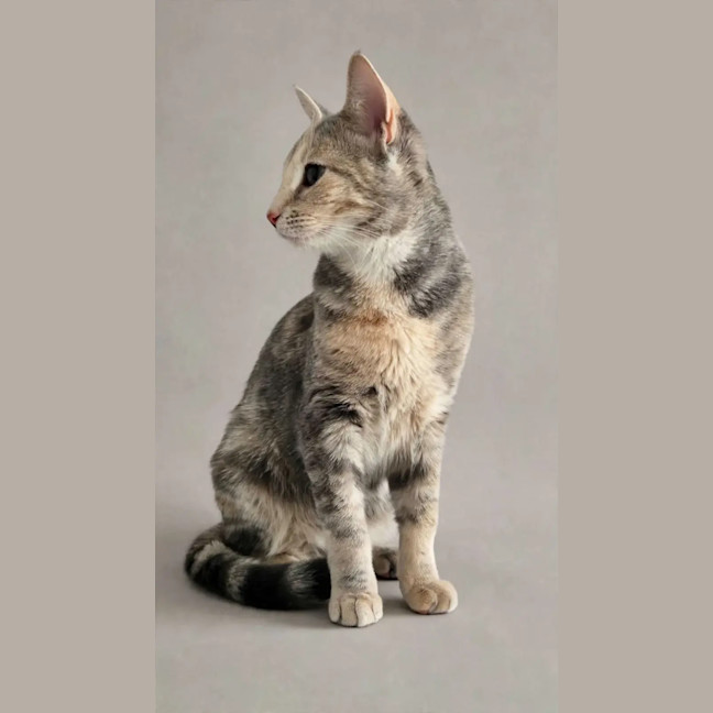 Photo of Peanut