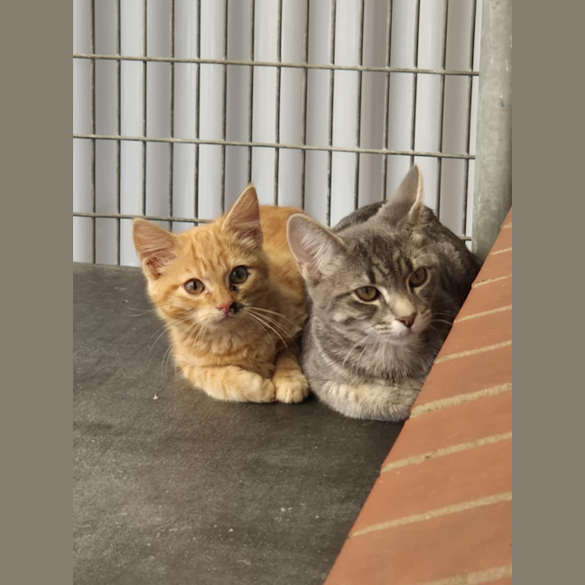 Photo of Captain! 🏴‍☠️ 