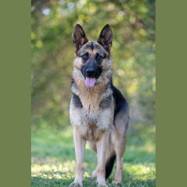 Photo of Willow