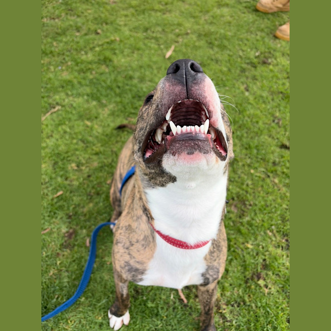Photo of Scarlet 