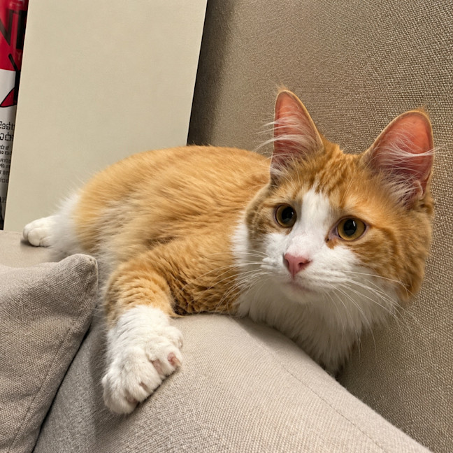 Photo of King Louie *9 Lives Project Rescue*