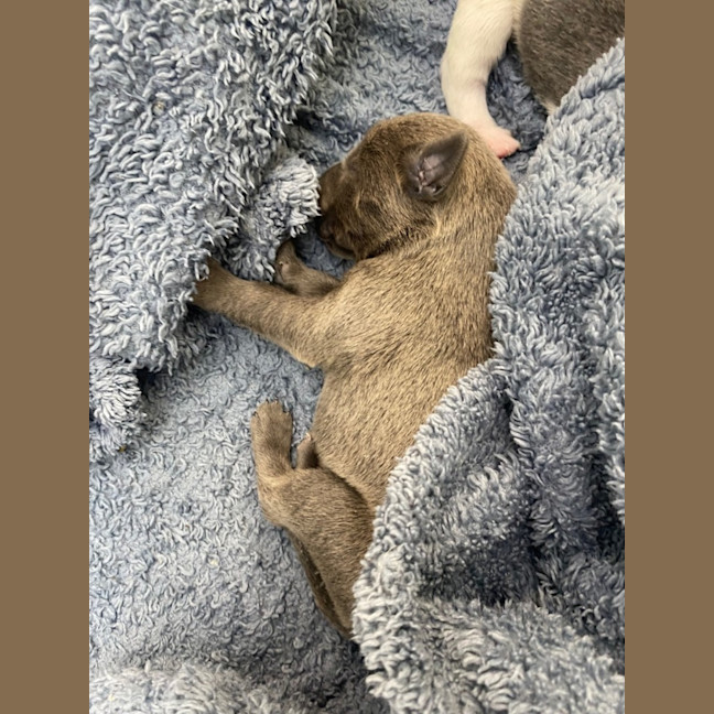 Photo of Penelope And Her Four Pups!