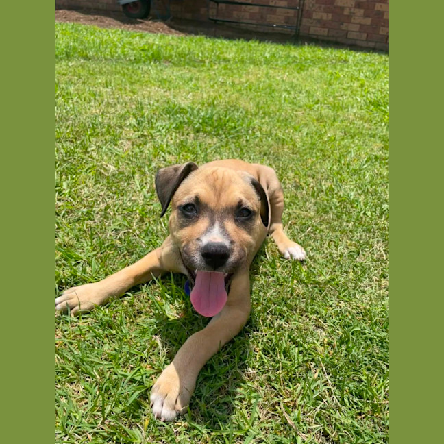 Photo of Pip   11 Week Old Kelpie X
