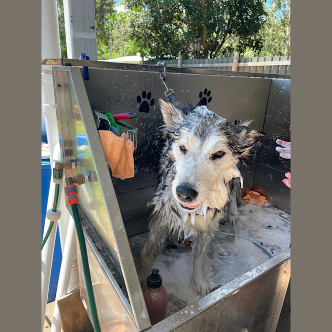 Photo of Storm (Stormie)