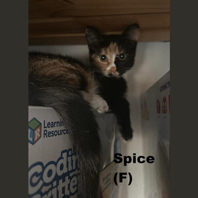 Photo of Spice