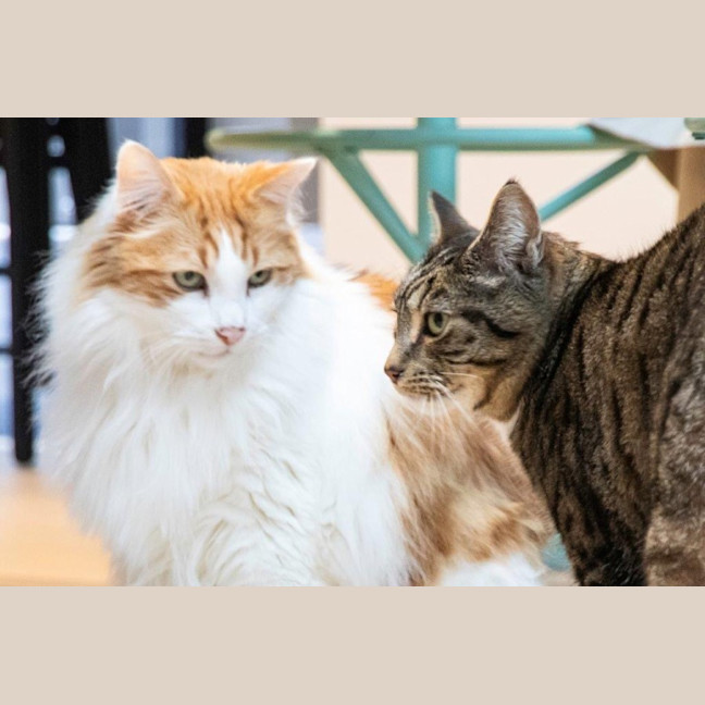 Photo of Gizmo Haliwell