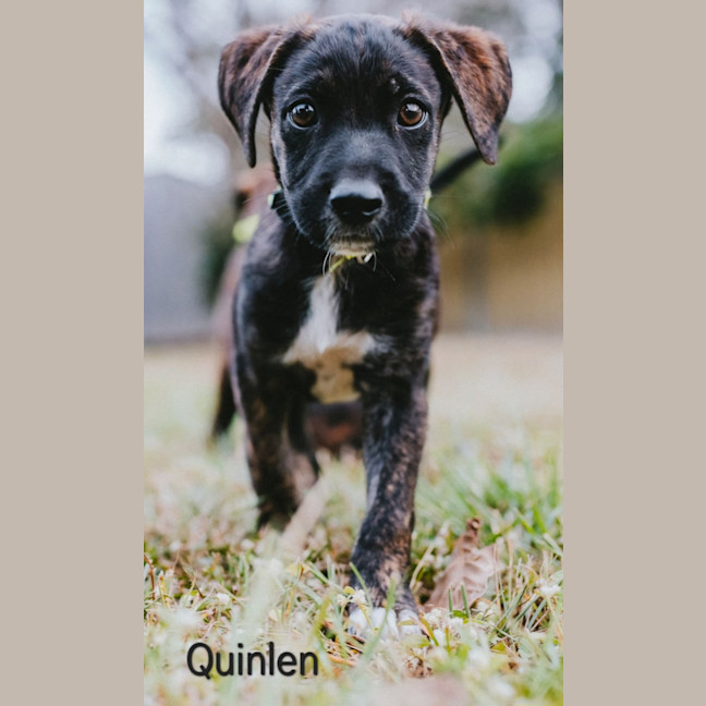 Photo of Quinlen