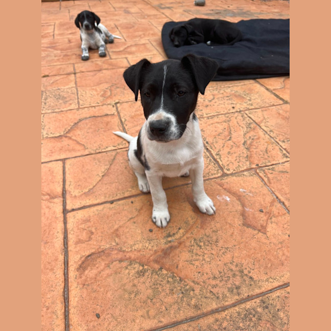 Photo of Tortilla 
