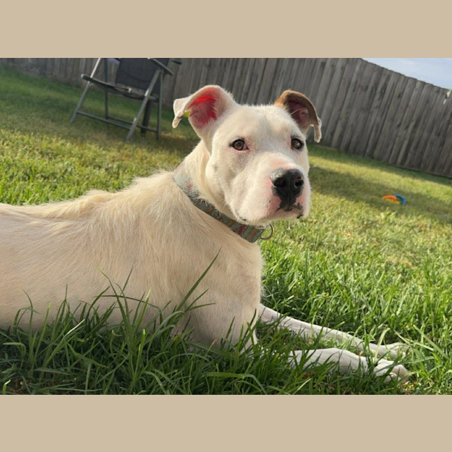 Photo of Arlo