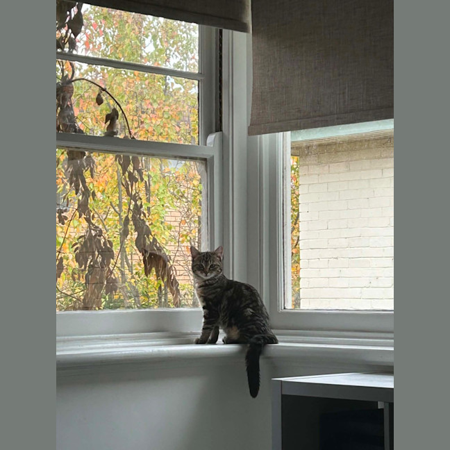 Photo of Boodle Noodle