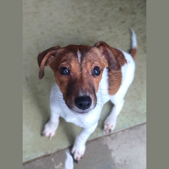 Photo of Rocket