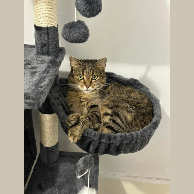 Photo of Tora