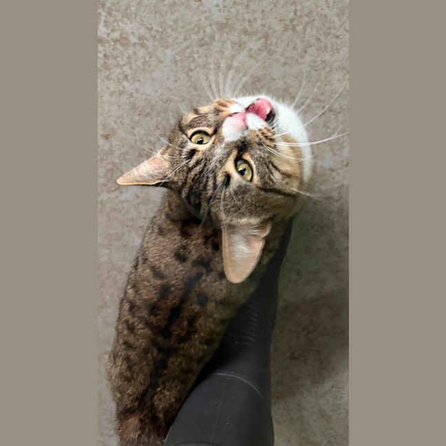 Photo of Wonton