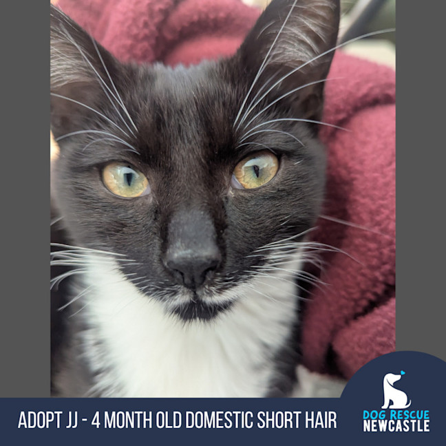 Photo of Jj   4 Month Old Domestic Short Hair