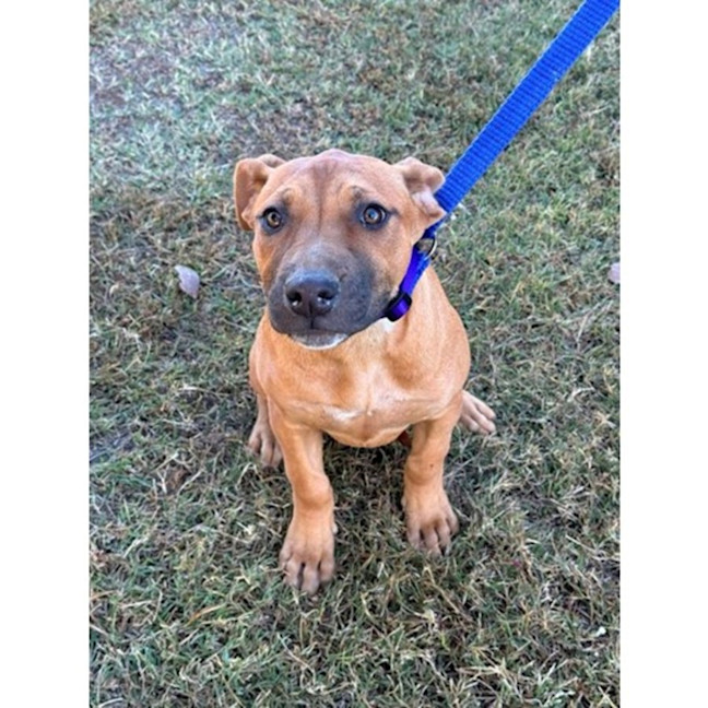 Photo of Cherry *$350 Adoption Fee*